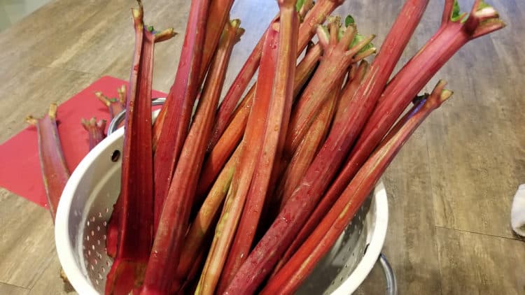 easy rhubarb recipes