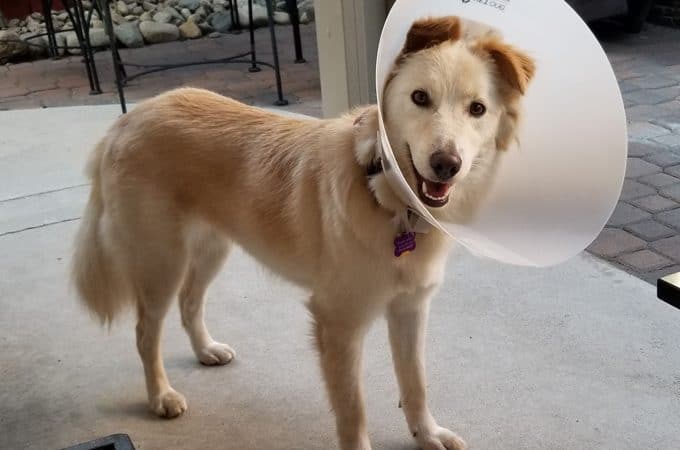 national pet month dog