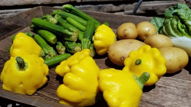 melissa's produce squash and zucchini