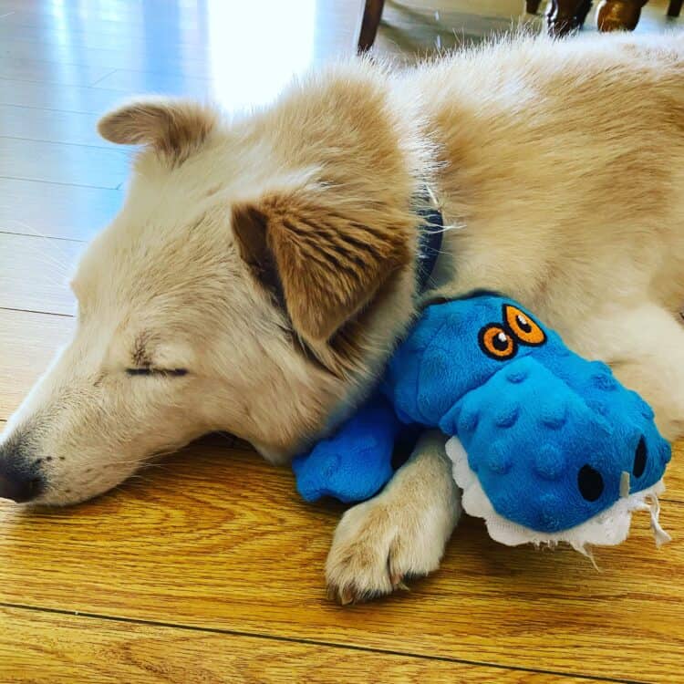 puppy with toy