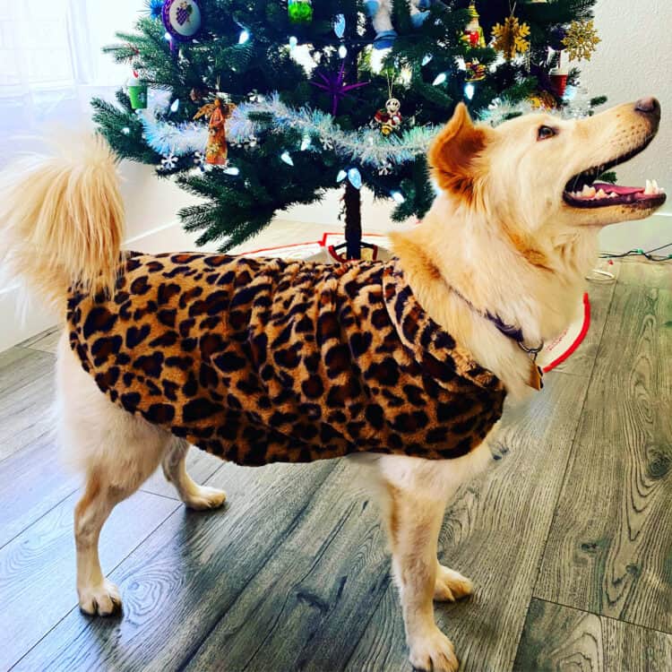 dog in a Christmas sweater