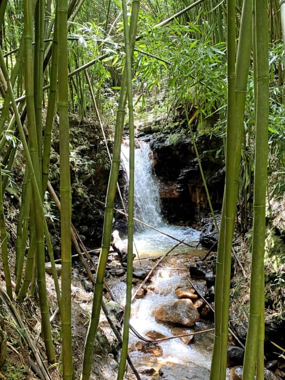 bamboo forest on road to Hana