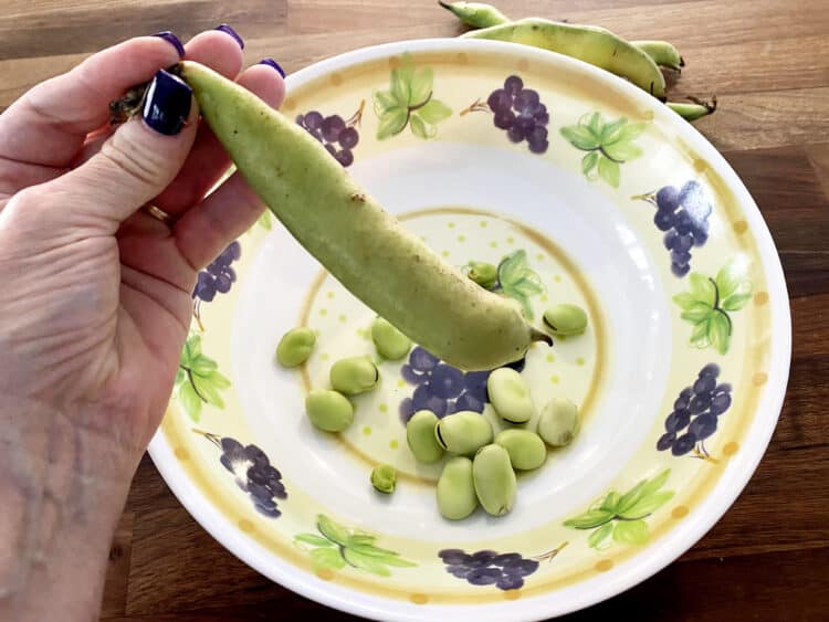 fava beans in shell