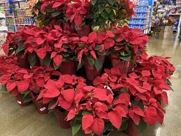 poinsettias at smart and final extra in upland
