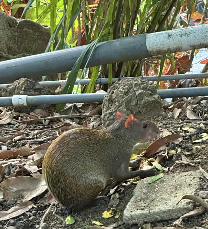 animals at hotel costa verde near manuel antonio national park