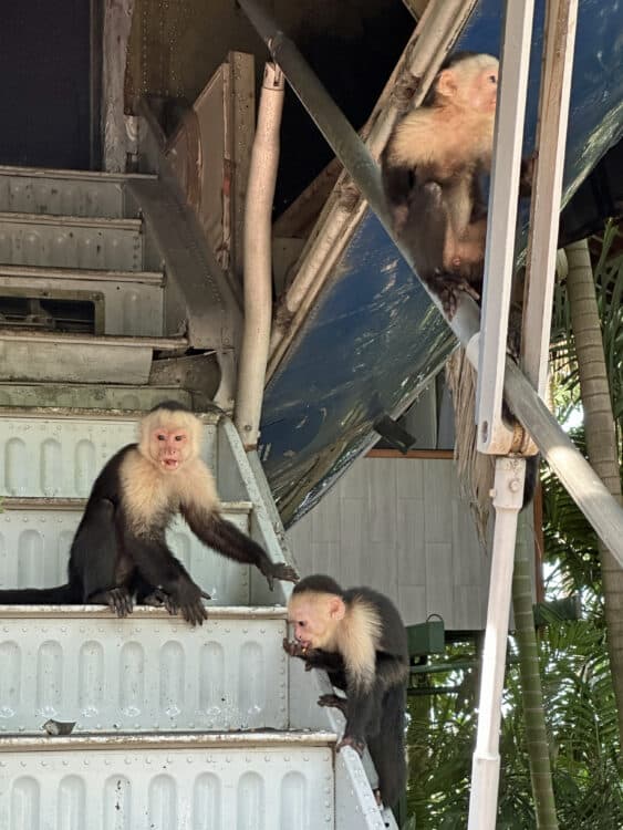 monkeys at anaconda cafe at hotel costa verde