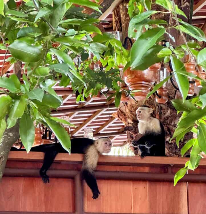 monkeys in manuel antonio costa rica