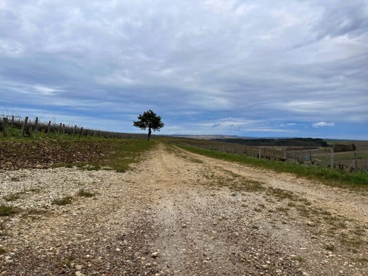 winery in chablis france vineyard view