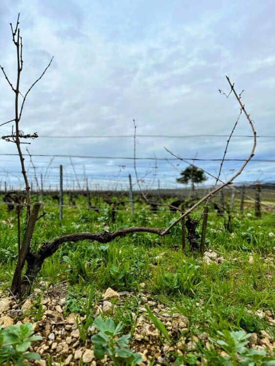 day trips from paris to the france wine region of chablis vineyard view