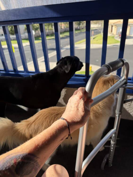 me on the balcony with my walker and the two dogs