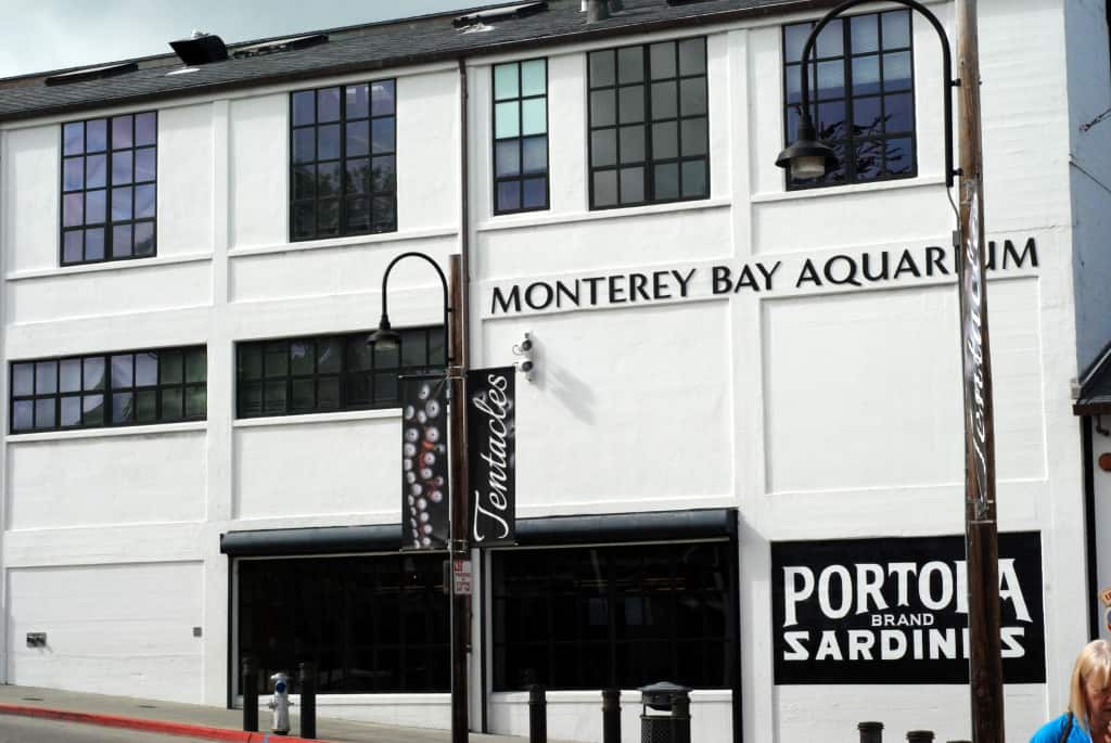 Finding Dory at the Monterey Bay Aquarium