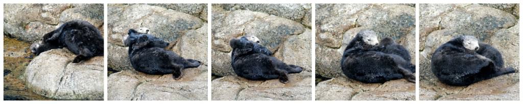 baby sea lion