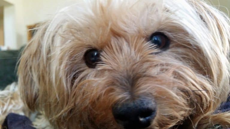 Taking Care of a Special Needs Dog: The Story of Missie the Yorkie
