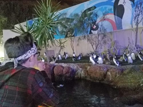 penguins